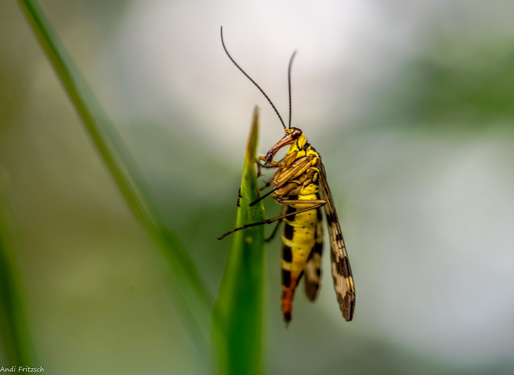 weibliche Scorpionsfliege female Scorpion fly