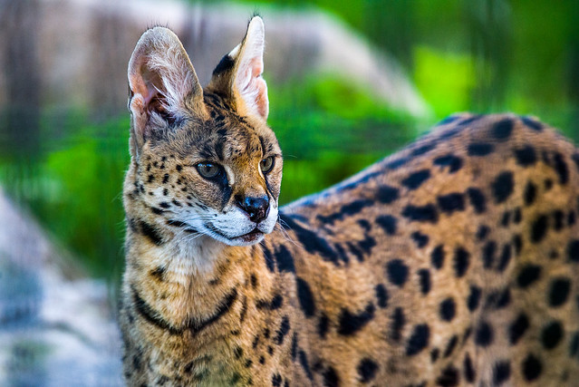 Fresno Chaffee Zoo - Serval