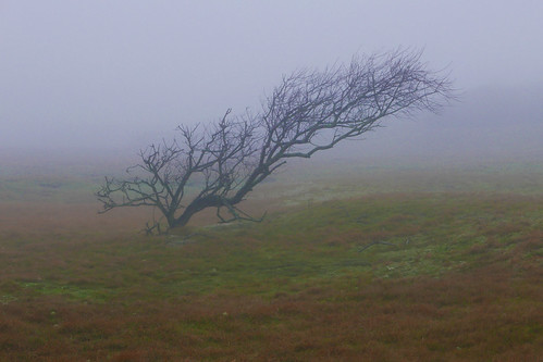 fog landscape tree netherlands