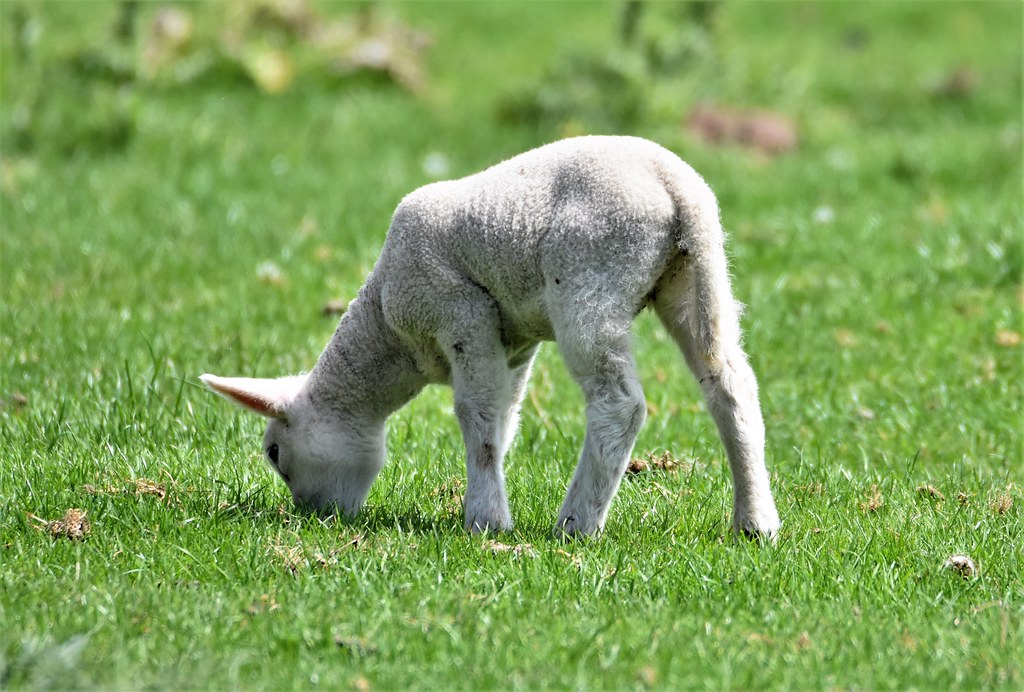 Lamb in the sunshine.