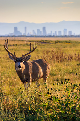 Deer - Rocky Mountain Arsenal - Denver, Colorado | Simon Foot | Flickr