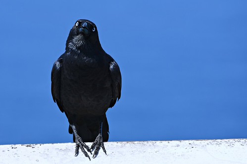 Aussie Crow | by carshark@xtra.co.nz