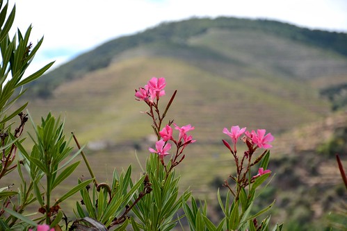 nikonflickraward altodouro douro portugal flores