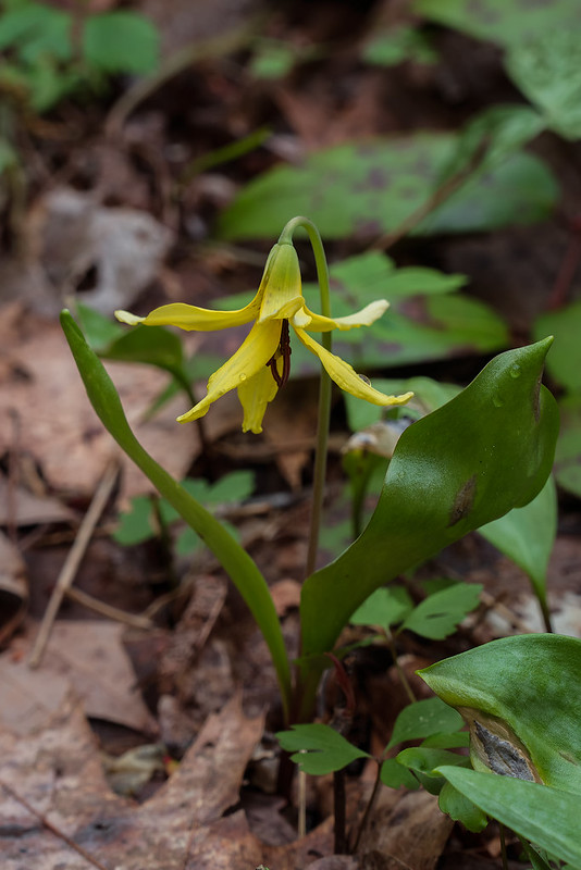 American Trout Lily