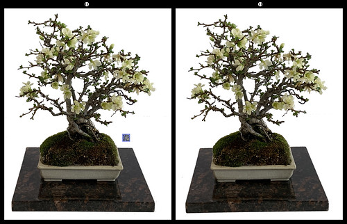 chojubai bonsai floweringquince