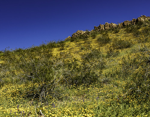 2019 arazona march oatman boloomflower desert landscape nature poppy spring wildflowers
