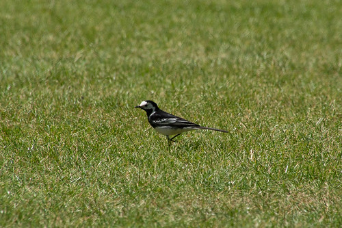 Motacilla alba | by casterod