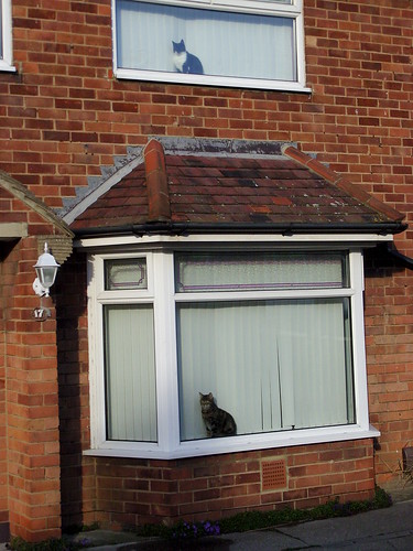 windowwednesday window cats upstairsdownstairs synchronisedviewing onedirection waiting