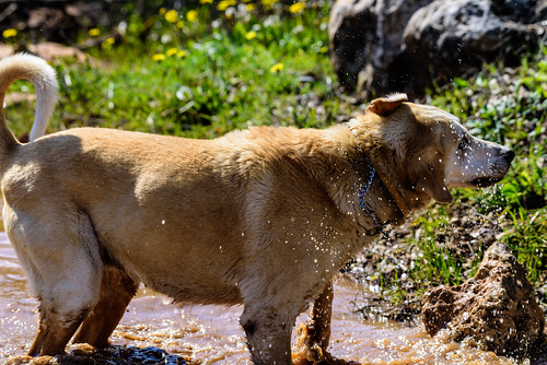 animals dogs naturelandscape harhaluz northerndistrict israel il