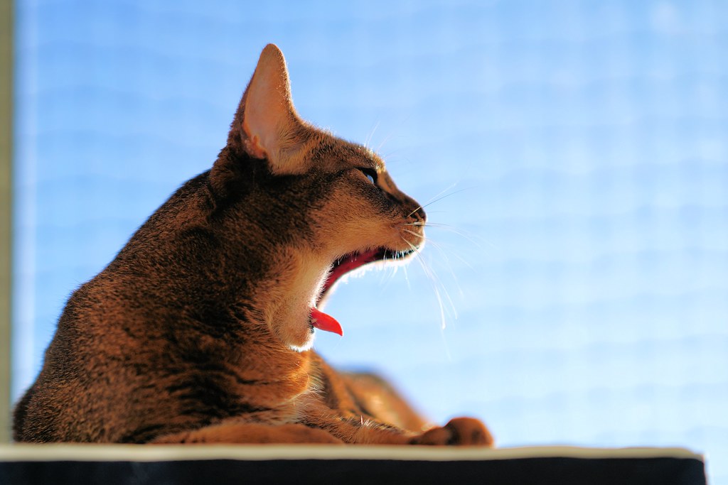LizZie big yawn 😺