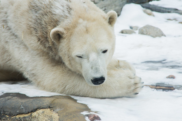 Resting Poplar Bear (In Explore)