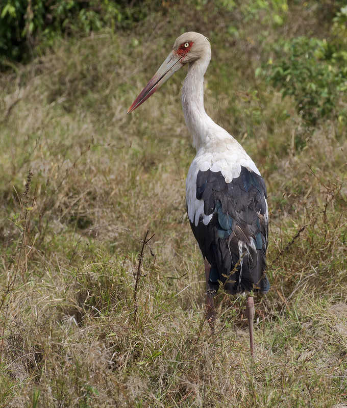 Maguari Stork, Ciconia maguari Ascanio_Colombia 199A3181