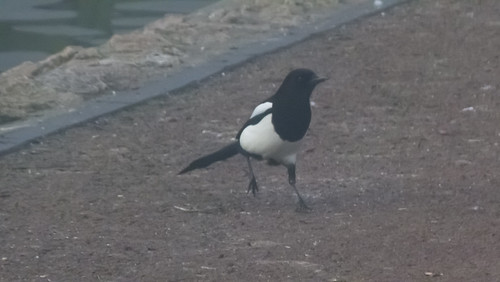 Misty morning magpie