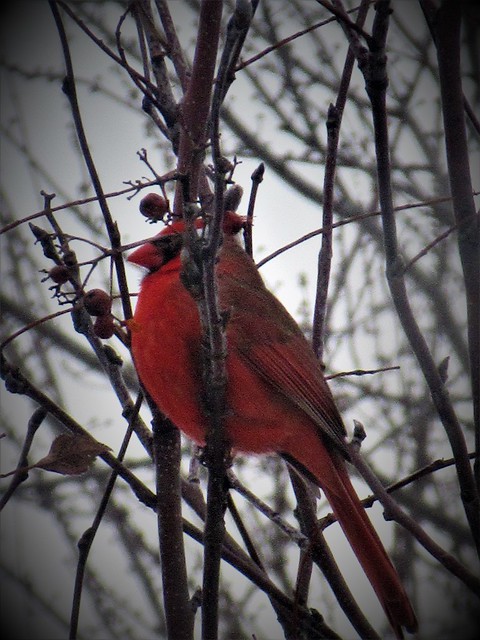** Un cardinal rouge...**