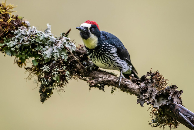 The Acorn Woodpecker (male)