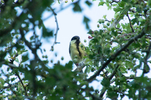 Parus major | by casterod
