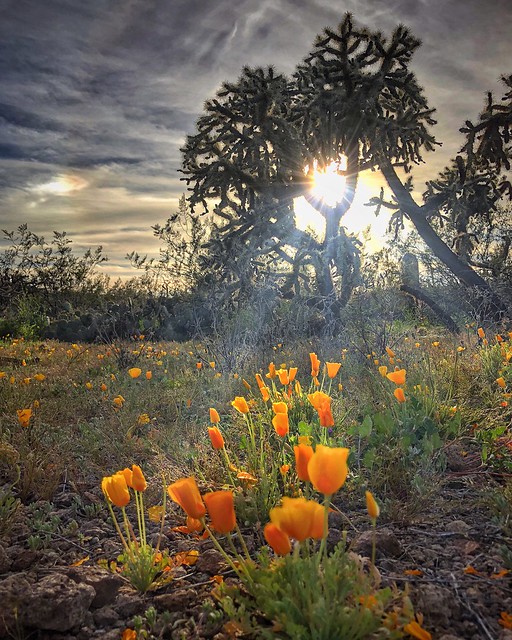 Desert poppies, late afternoon...