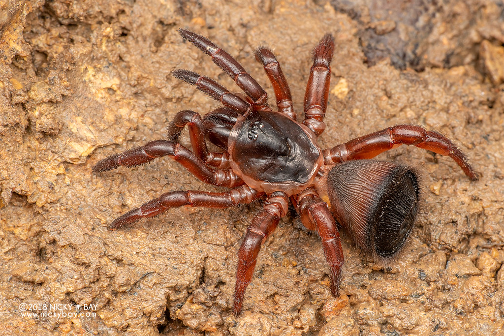 Cork-lid trapdoor spider (Cyclocosmia sp.) 