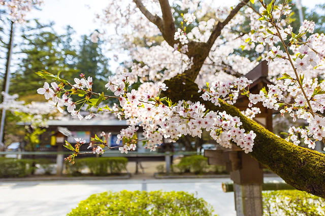 cherry blooming at Japanese shrine