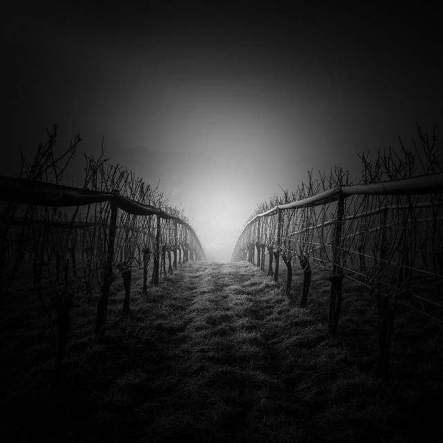 The mystic gate to the misty grape