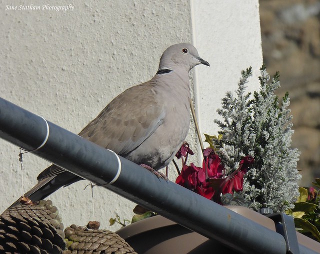 Our Collared Dove ~ Streptopelia decaocto.