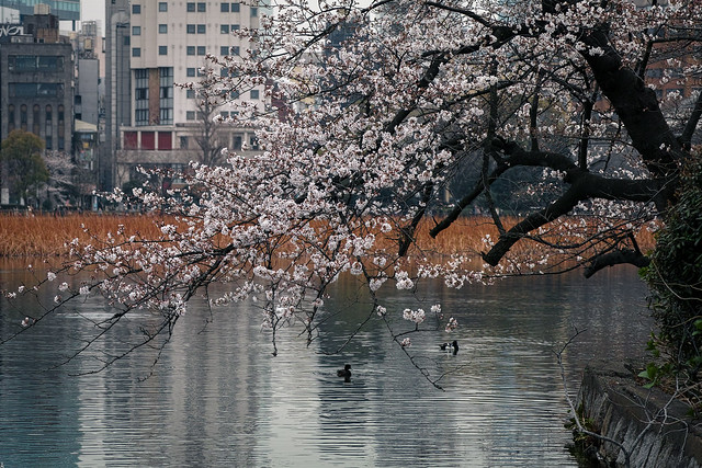 池と桜 ［Explore 20190408］