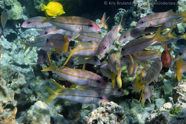 yellowfin goatfish: Mulloidichthys vanicolensis