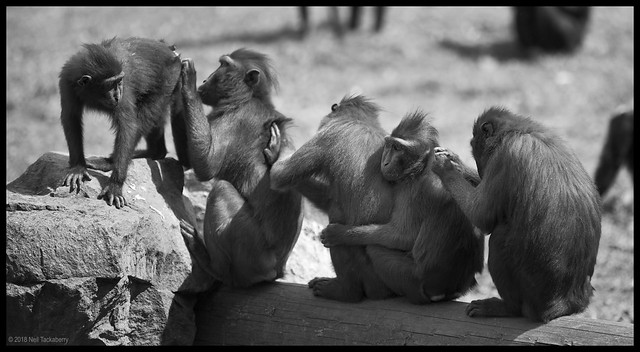 Sulawesi Macaques