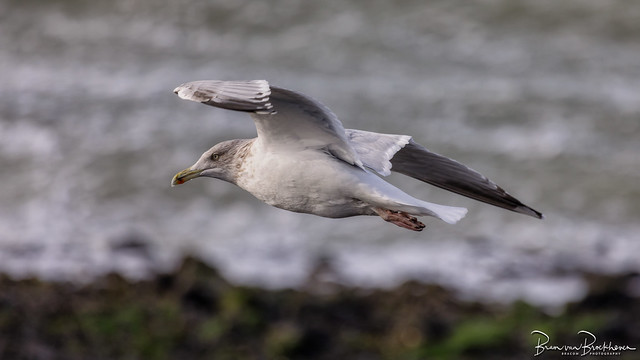 Herring Gull (Larus argentatus) in a gliding flight