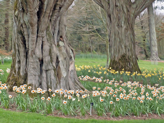 Daffodils & Fir Trees Oiled  Explored!  Thank you one and all  xxxxxxxxxxxxxxxxxxxxx