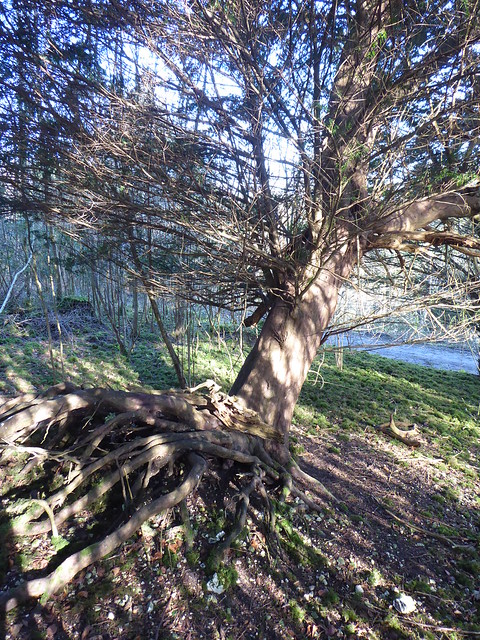 Yew Tree, Druid's Grove, Surrey