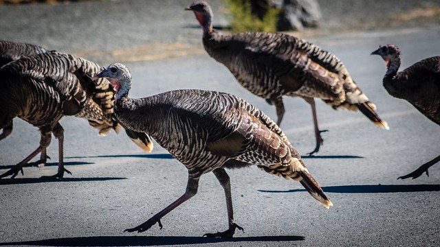 Turkeys Commuting