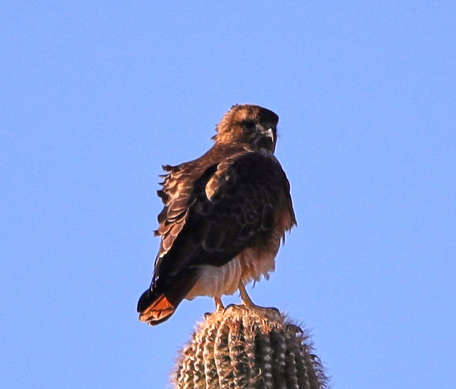 Raptor perched on a barrel cactus against a clear blue sky.