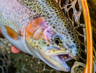 Rainbow trout up close