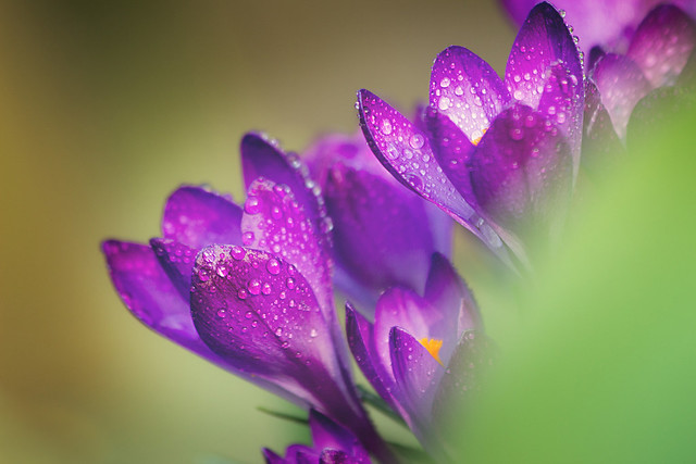 crocuses