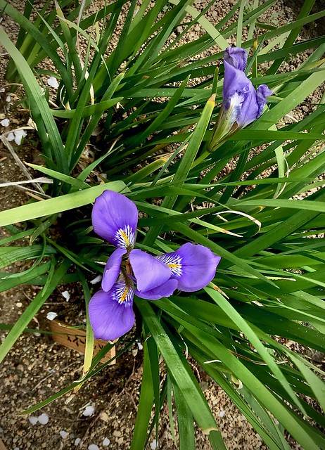 Iris in Kamakura