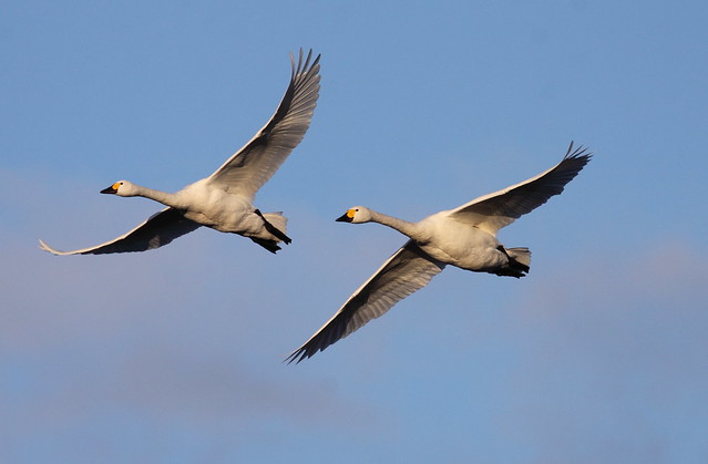 Pair of Bewick's Swan in flight
