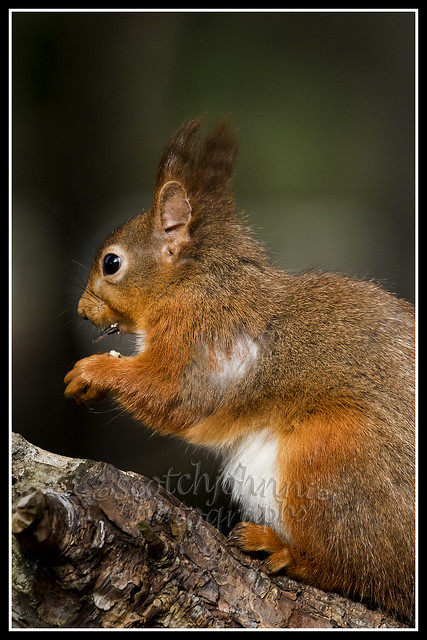 IMG_0202 Red Squirrel