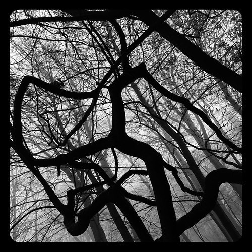 dancing tree | by luci_smid
