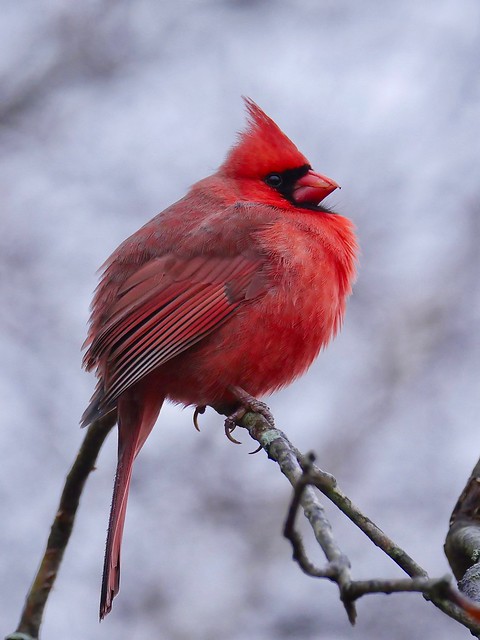Northern Cardinal, Horn Pond, MA