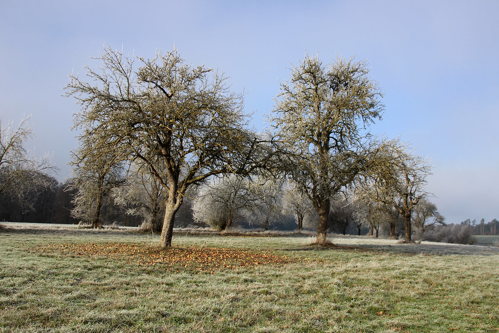 frosty appeltrees  IMG_3826