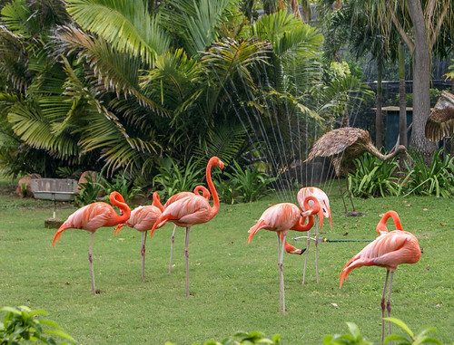 2013.01 - Hawaii Day 04 Pink Flamingos | by jennylsmithers