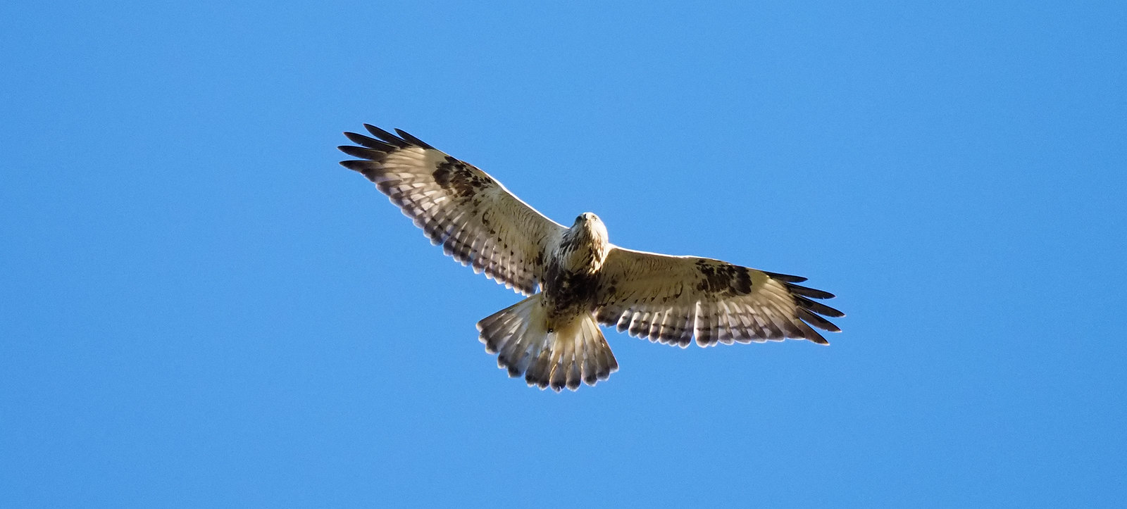 Rough-legged Buzzard - not epic but shows underwing pattern and tail