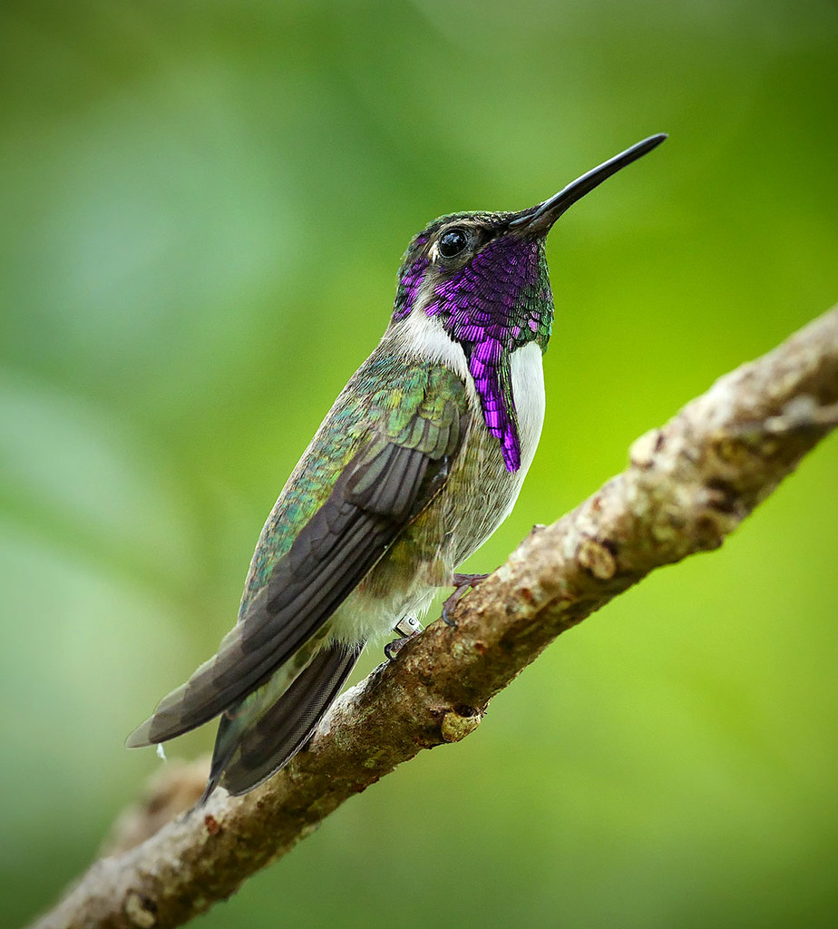 Costa's Hummingbird, Wings of the Tropics, Fairchild Tropical Botanic Garden.