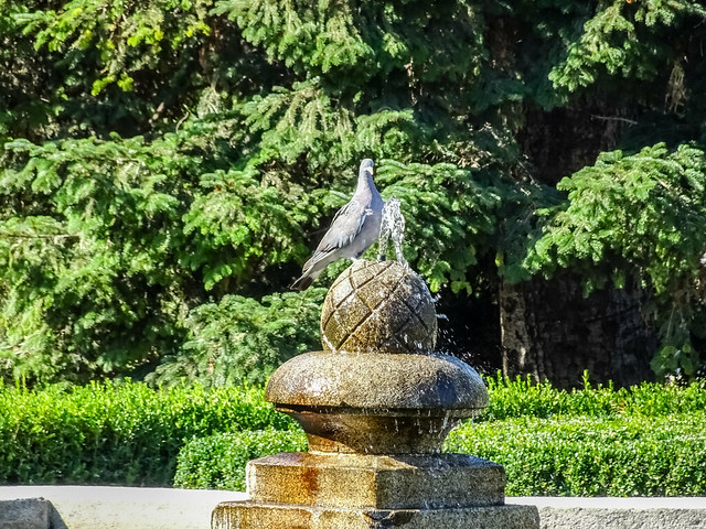 paloma bebiendo en la Fuente del estanque Jardines de Sabatini Palacio Real Madrid 05