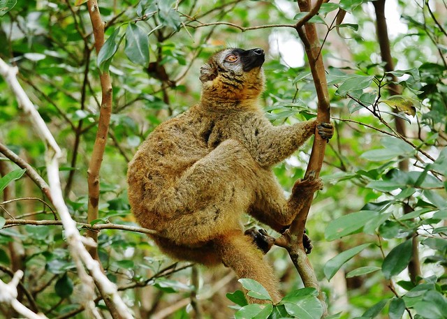 Common Brown Lemur (Eulemur fulvus)_