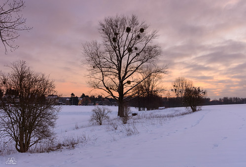 morning saxony sachsen sunrise sonnenaufgang wolken clouds baum bäume tree snow schnee landschaft landscape winter wiese morgenrot