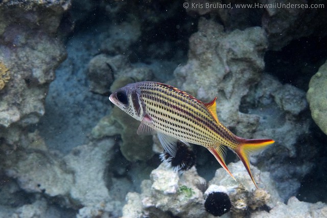 spotfin-squirrelfish: Neoniphon sammara