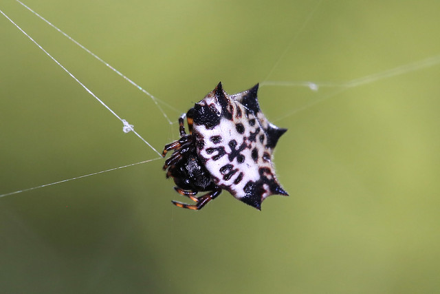 Black and white spiky spider