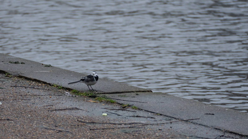 Wagtail at water's edge